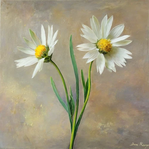 white daisies,marguerite daisy,margueritte,australian daisies,marguerite,daisy flowers,white cosmos,daisies,oxeye daisy,shasta daisy,white chrysanthemums,barberton daisies,flower painting,zephyranthes,african daisies,daisy flower,leucanthemum,pyrethrum,common daisy,sun daisies,Illustration,Paper based,Paper Based 11