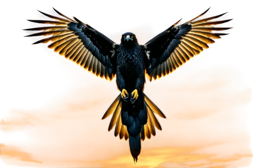 3d crow,aguila,corvus corax,magpie,karasu,black macaws sari,corvus,microraptor,rapace,corvidae,hawksnest,falconiformes,black raven,derivable,black crow,flying hawk,huia,blackbirdest,crows bird,dawnstar,Illustration,Realistic Fantasy,Realistic Fantasy 14