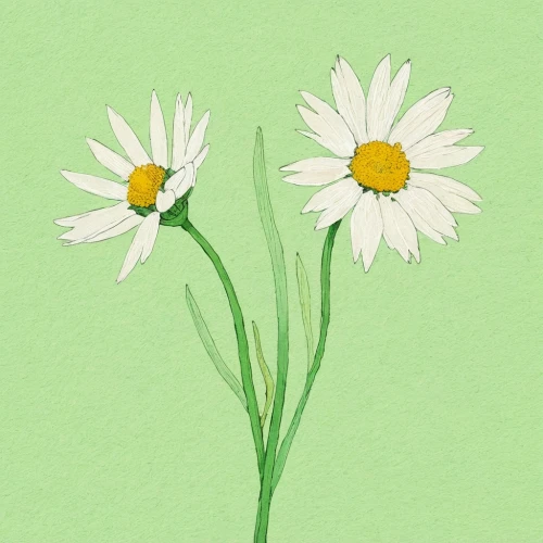 wood daisy background,oxeye daisy,common daisy,minimalist flowers,ox-eye daisy,flower illustration,daisy flowers,white daisies,leucanthemum,daisy flower,marguerite daisy,daisies,shasta daisy,flowers png,white cosmos,daisylike,flower drawing,illustration of the flowers,perennial daisy,flower illustrative,Illustration,Paper based,Paper Based 19