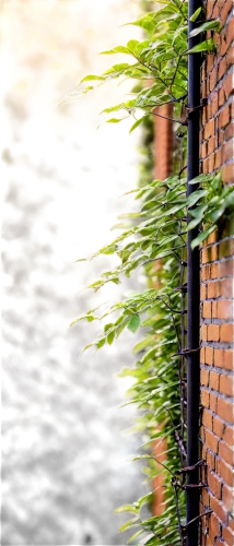 red brick wall,hedge,red bricks,defocus,lensbaby,alleyways,brick wall background,alleyway,boxwoods,red brick,walled,doorstep,brick background,cortile,background ivy,depth of field,tilt shift,shutter,brick grass,alley,Illustration,Paper based,Paper Based 23