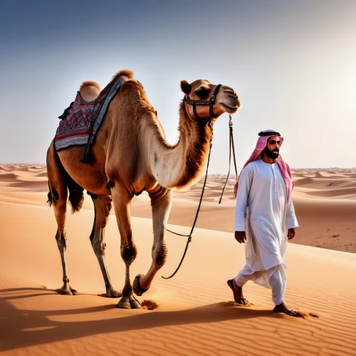 dromedaries,two-humped camel,camelride,dromedary,camel caravan,desert safari dubai,male camel,camels,sheikhs,united arabic emirates,arabia,arabians,shadow camel,camel,emirate,emirati,travelzoo,liwa,quatar,adnoc,Photography,General,Realistic