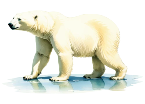 polar bear,polar,whitebear,icebear,ice bear,white bear,ice bears,polar bears,beringia,polar aurora,nordic bear,aurora polar,young polar bear,atka,arctica,orso,yamal,polar bear children,bearlike,pleistocene,Illustration,Paper based,Paper Based 17