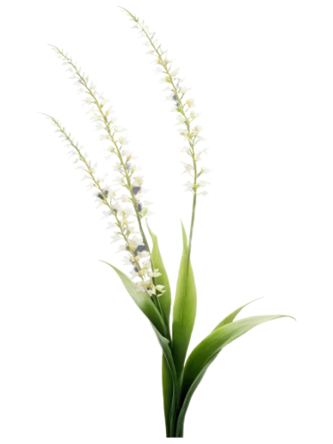 lily of the valley,grape-grass lily,lily of the field,sweet grass plant,grass lily,lily of the desert,grass blossom,lilly of the valley,flowers png,lilies of the valley,stylidium,blooming grass,white grape hyacinths,pineapple lily,piperia,liriope,white orchid,panicle,doves lily of the valley,feather bristle grass,Illustration,Realistic Fantasy,Realistic Fantasy 14