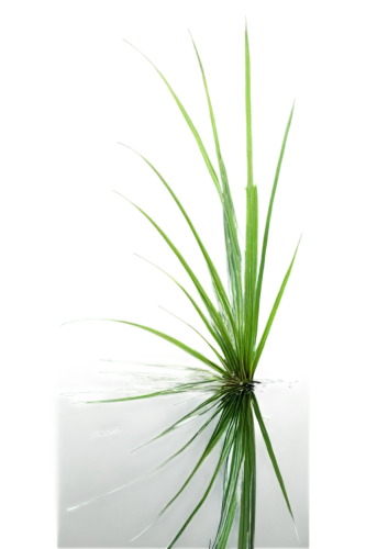 cyperus,pine needle,cordgrass,needlegrass,ornamental grass,long grass,juncus,echinochloa,grass fronds,feather bristle grass,sweet grass plant,reed grass,andropogon,palm leaf,pine needles,elymus,cymbopogon,myriophyllum,blade of grass,sedges,Illustration,American Style,American Style 07