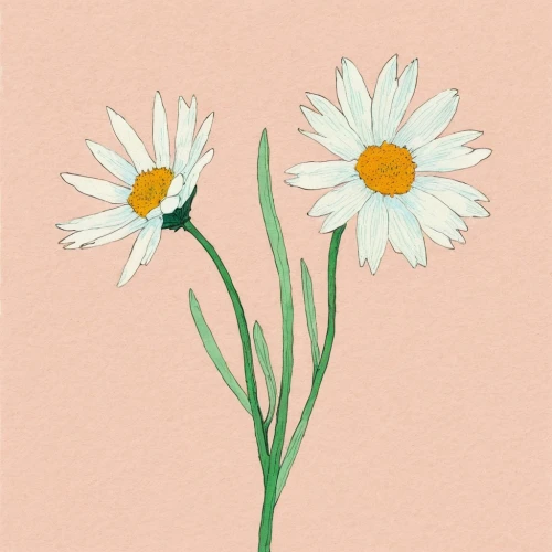 wood daisy background,minimalist flowers,oxeye daisy,leucanthemum,common daisy,flowers png,marguerite daisy,flower illustration,ox-eye daisy,white daisies,daisy flowers,daisy flower,white cosmos,flower illustrative,leucanthemum maximum,shasta daisy,daisies,perennial daisy,daisylike,flower drawing,Illustration,Paper based,Paper Based 19