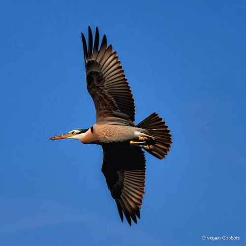 in flight,bird in flight,crested caracara,caracara,parabuteo unicinctus,caracaras,australian shelduck,falco peregrinus,chestnut-breasted shelduck,falconieri,skua,sidik,caracara plancus,northern harrier,lapwing,kormoran,haliaeetus pelagicus,haliaeetus vocifer,jabiru,phalacrocoracidae,Illustration,Realistic Fantasy,Realistic Fantasy 26