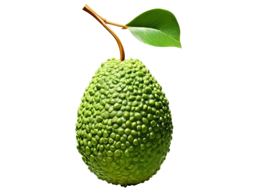 soursop,tulipifera,durian seed,acorn,citrifolia,prolifera,nepenthaceae,korenica,seedpod,bunya,asparagaceae,rhamnaceae,juglandaceae,pear cognition,cupressaceae,avocado,green wallpaper,alvorada,spadix,coccifera,Art,Artistic Painting,Artistic Painting 39