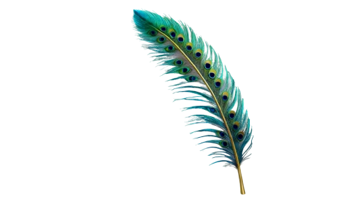 peacock feather,feather bristle grass,fishtail palm,palm leaf,fern leaf,feather,hawk feather,tropical leaf,bird feather,leaf fern,spikelet,aloe vera leaf,blade of grass,grass fronds,chicken feather,elymus,feather on water,palm tree vector,peacock feathers,pigeon feather,Conceptual Art,Daily,Daily 05