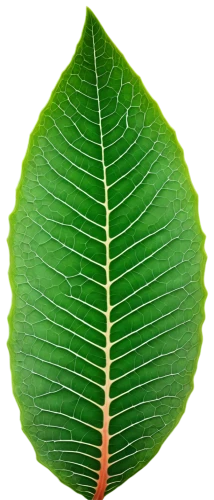 tropical leaf,lotus leaf,leaf structure,leaf background,fan leaf,coconut leaf,acorn leaf,mape leaf,tree leaf,mammoth leaf,water lily leaf,magnolia leaf,palm leaf,ginkgo leaf,fern leaf,fig leaf,leaf veins,chloropaschia,custody leaf,leaf,Conceptual Art,Oil color,Oil Color 16