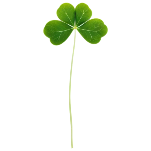 4-leaf clover,five-leaf clover,four-leaf clover,three leaf clover,shamrock,a four leaf clover,four leaf clover,4 leaf clover,patrol,lucky clover,medium clover,green wallpaper,spring leaf background,clover leaves,clovers,shamrock balloon,pot of gold background,narrow clover,aaaa,long ahriger clover,Illustration,Japanese style,Japanese Style 05