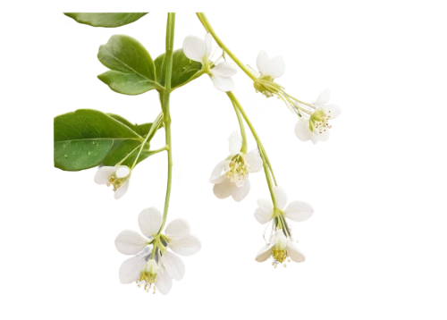 stellaria,luminous garland,flowers png,epimedium,star of bethlehem,arabidopsis,celery and lotus seeds,currant blossom,umbellata,white currant,chickweed,moss saxifrage,garlic mustard,saxifrage,capparis,garden star of bethlehem,jasminum,vitaceae,starflower,decumbens,Illustration,Retro,Retro 16