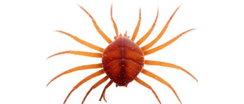 cephalothorax,echinodermata,echinoderm,cnidarian,opiliones,spinnerets,echinoderms,flabellina,pedipalps,arachnida,cytoskeletal,spinneret,palm spider,locustellidae,edged hunting spider,paraplatyptilia,spider flower,pediculus,sea urchin,spider burdock,Illustration,Paper based,Paper Based 01