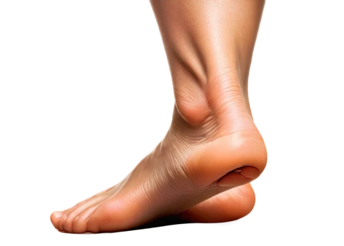sclerotherapy,foot model,reflex foot sigmoid,foot reflex zones,tibialis,dorsiflexion,foot reflexology,hindfeet,foot reflex,hindfoot,podiatrists,lymphedema,orthotics,orthotic,foot,podiatry,reflex foot kidney,neuroma,podiatrist,supination,Illustration,Paper based,Paper Based 19