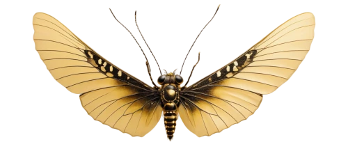 butterfly vector,inotera,dignitatum,winged insect,gold spangle,birdwing,glass wing butterfly,butterflyer,swallowtail butterfly,butterfly background,tytonidae,swallowtail,butterfly isolated,ornithoptera,graphium,registerfly,art deco ornament,gold ribbon,aurum,gold leaf,Photography,Black and white photography,Black and White Photography 11