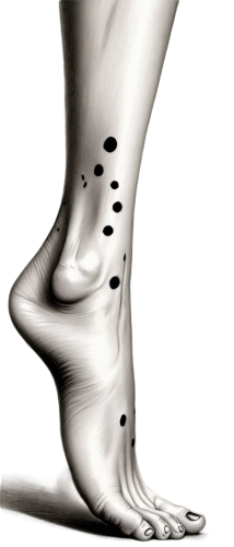 reflex foot sigmoid,foot model,prosthesis,orthotic,foot reflex,orthotics,prothesis,foot,sesamoid,dorsiflexion,hindfeet,the foot,podiatry,prosthetic,pronation,foot reflex zones,shoe foot,orthoses,metatarsal,metatarsals,Illustration,Black and White,Black and White 30