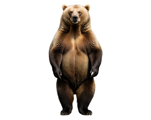 brown bear,european brown bear,bearlike,bear,nordic bear,ursine,scandia bear,great bear,grizzly bear,bear guardian,bearse,ateles,bear bow,brown bears,bearup,ursus,bearish,trinket,orso,megatherium,Photography,Documentary Photography,Documentary Photography 04
