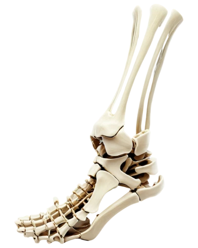 osteoporotic,osteopenia,orthopedics,osteomalacia,leg bone,osseointegration,ulna,osteoarthritis,osteological,sesamoid,osteocalcin,tibia,orthopedist,ligamentum,osteology,calcaneus,osteopath,osteopathy,skeleton,osteomyelitis,Conceptual Art,Daily,Daily 23