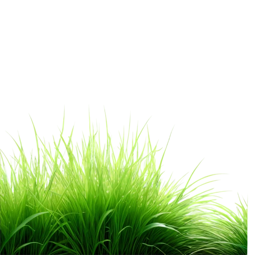 wheatgrass,green wallpaper,cordgrass,wheat grass,grass grasses,grass,grass fronds,green grass,needlegrass,gras,blooming grass,long grass,block of grass,grasslike,wheat germ grass,grassy,sweet grass plant,cyperus,grass blossom,ornamental grass,Photography,Artistic Photography,Artistic Photography 02