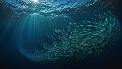 school of fish,shoal,sardines,driftnets,sardinas,sardine,shoaling,epipelagic,barracudas,ocean underwater,deep ocean,pelagic,overfishing,deep sea,fish in water,sardinella,menhaden,sailfish,aquas,spawning