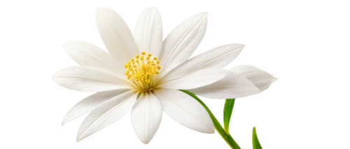white lily,white flower,delicate white flower,white cosmos,flowers png,zephyranthes,wood daisy background,white blossom,flower background,white daisies,white floral background,flower wallpaper,white petals,wood anemone,marguerite daisy,daisy flower,oxeye daisy,easter lilies,shasta daisy,flower illustrative,Art,Classical Oil Painting,Classical Oil Painting 27