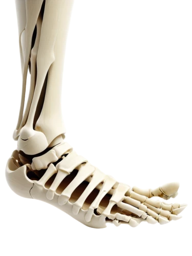 orthopedics,osteoporotic,osseointegration,metatarsal,ulna,metacarpals,orthopedist,metatarsals,osteoarthritis,sesamoid,osteopenia,osteopath,metacarpal,navicular,osteitis,artificial joint,osteomalacia,tibia,osteopathy,osteopathic,Illustration,Paper based,Paper Based 03