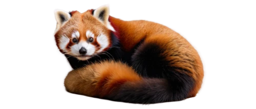 ringtail,tufty,vulpes vulpes,firefox,red panda,a small red panda,vulpes,renard,conker,bunzel,squirell,lesser panda,foxl,squirreled,chestnut animal,foxmeyer,transparent background,gregg,pamphilus,the red fox,Art,Artistic Painting,Artistic Painting 03