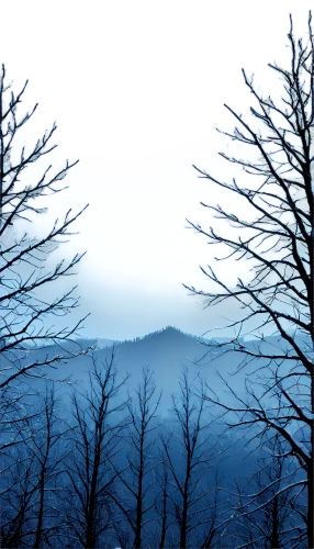 winter background,winter forest,blue ridge mountains,beech mountains,nature background,winter landscape,blue mountain,foggy mountain,landscape background,mountain scene,winter night,mountain landscape,overmountain,mountain slope,dusk background,fir forest,coniferous forest,forest background,beskid,background view nature,Illustration,American Style,American Style 08