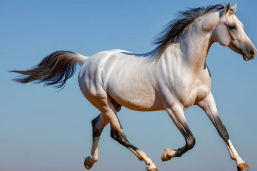 albino horse,arabian horse,a white horse,dream horse,equidae,pegasys,lipizzan,galloped,finnhorse,appaloosa,a horse,windhorse,gaited,quarterhorse,belgian horse,skyhorse,horse,galloping,kutsch horse,arabian horses,Photography,General,Realistic