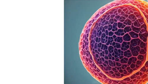 ovule,ovules,vacuolar,mitochondrion,vacuole,subcellular,cell structure,vesicles,xylem,organelle,microvilli,intercellular,prokaryote,eukaryote,vesicle,intracytoplasmic,microsporum,nucleolus,liposome,epithelium,Illustration,Paper based,Paper Based 27