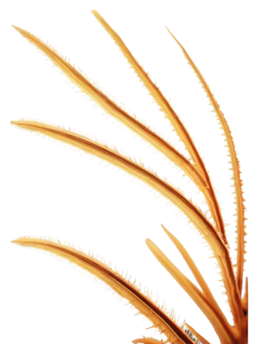 echinochloa,ornamental grass,elymus,sunburst background,spikelets,feather bristle grass,sea oat grass,marram grass,grass fronds,bromus,palm fronds,muhlenbergia,pennisetum,miscanthus,needlegrass,stipa,dune grass,spikelet,sedges,cheatgrass,Art,Artistic Painting,Artistic Painting 07