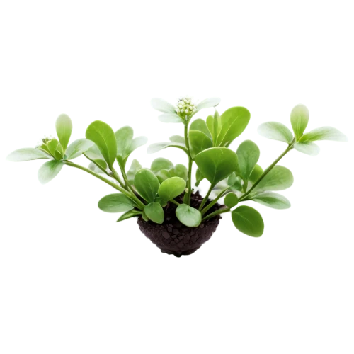 green plant,pilea,garden cress,arabidopsis,aquatic plant,peperomia,dionaea,moss saxifrage,spring leaf background,aromatic plant,dark green plant,chlorotic,green plants,pennywort,green wallpaper,hostplant,maidenhair,microgreens,aaaa,herbaceous plant,Illustration,Black and White,Black and White 16