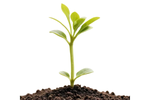 seedling,resprout,growth icon,plant and roots,arabidopsis,sapling,hostplant,replantation,cotyledon,replant,resprouting,germination,phototropism,transplanted,seedlings,tender shoots of plants,sprouted,oil-related plant,phytochrome,green plant,Art,Classical Oil Painting,Classical Oil Painting 44