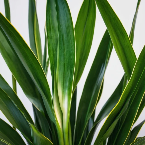 green foliage,dracaena,tropical leaf pattern,dark green plant,green plant,green leaves,foliage leaf,mandarin leaves,foliage leaves,dracena,green plants,leaves,foliage,pandanus,tropical leaf,palm fronds,aspidistra,cordyline,phormium,palm leaf,Photography,General,Realistic