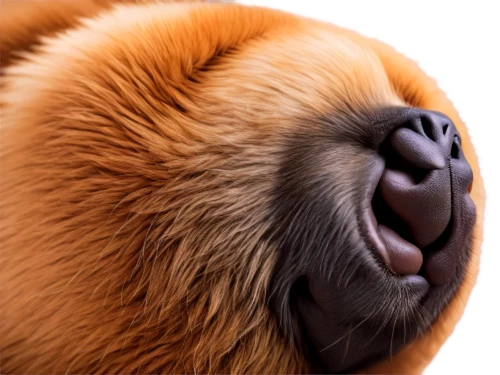 slothbear,sloths,sloth,slothful,pygmy sloth,tanuki,muskoxen,burrs,puxi,gelada,alouatta,tamandua,capuchin,sifaka,whingeing,orangutan,rajang,ursine,tree sloth,utan,Illustration,Realistic Fantasy,Realistic Fantasy 24