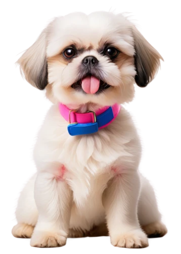 shih tzu,pekinese,cute puppy,brachycephalic,huichon,cheerful dog,shih poo,shih,dog illustration,cavalier king charles spaniel,dog breed,french bulldog,dog pure-breed,havanese,bascomb,little dog,long hair chihuahua,small dog,dog look,purebred dog,Illustration,Retro,Retro 16