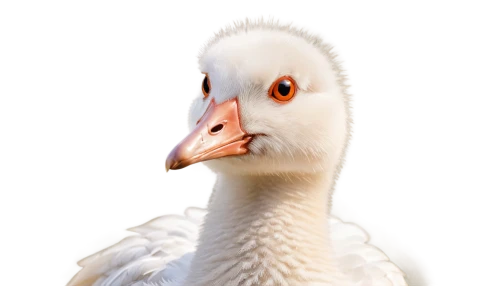 greylag goose,pelecanus,snow goose,egyptian goose,greylag,goose,gooseander,eastern white pelican,cygnet,mandarin duck portrait,pelecanus onocrotalus,nile goose,ornamental duck,young goose,shelduck,female duck,lameduck,young swan,brahminy duck,duck,Conceptual Art,Daily,Daily 02