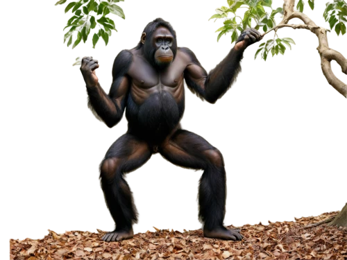 palaeopropithecus,jarawa,shabani,gigantopithecus,apeman,australopithecine,hominoid,propithecus,australopithecus,ape,hominick,floresiensis,afarensis,bipedalism,gorilla,cercopithecus,prosimian,ardipithecus,hominid,simian,Photography,Documentary Photography,Documentary Photography 17