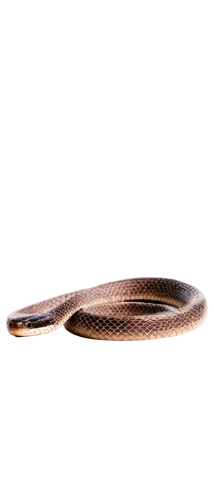 liophis,african house snake,elegans,vipera,lampropeltis,everglades rat snake,pointed snake,coachwhip,pseudophilautus,eucamptognathus,platyhelminthes,herpetopoma,rat snake,eleutherodactylus,lamprey,keelback,ellobiidae,chalcides,pantherophis,meropidae,Illustration,Black and White,Black and White 19