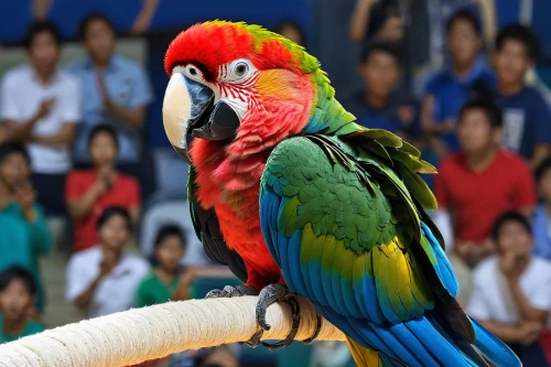 scarlet macaw,macaw,macaw hyacinth,beautiful macaw,light red macaw,macaws blue gold,macaws,couple macaw,macaws of south america,blue macaw,yellow macaw,blue and yellow macaw,blue and gold macaw,macaws on black background,eclectus,blue macaws,loro parque,bird park,rainbow lory,black macaws sari,Illustration,Japanese style,Japanese Style 05