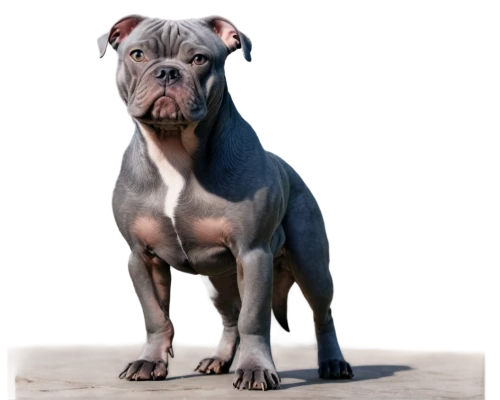 blue staffordshire bull terrier,dwarf bulldog,english bulldog,continental bulldog,american staffordshire terrier,french bulldog blue,mastino,staffordshire bull terrier,kudubull,dog pure-breed,dog breed,white staffordshire bull terrier,bulbull,brachycephalic,bulldog,derivable,mastiff,the french bulldog,pit bull,dogue de bordeaux,Art,Artistic Painting,Artistic Painting 40