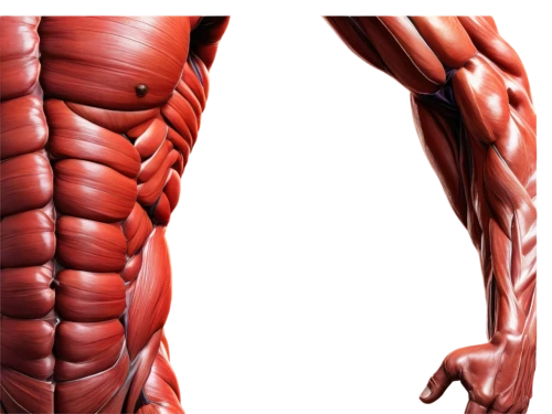 muscular system,vasculature,microcirculation,coronary vascular,perivascular,human internal organ,rib cage,lymphatics,human body anatomy,gastrectomy,arteriovenous,rmuscles,microvascular,arteriole,lipolysis,human cardiovascular system,chorionic,intestine,latissimus,mediastinum,Illustration,Realistic Fantasy,Realistic Fantasy 28