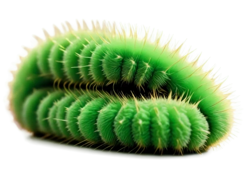 chloropaschia,pteridium,seedpod,cactus digital background,aaaa,cactus,trilobyte,patrol,petiole,cycad,wurm,fern leaf,bunya,aaa,polychaete,pteris,chloroplast,desert plant,cycas,monocot,Photography,Fashion Photography,Fashion Photography 15