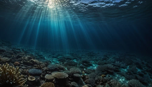 ocean underwater,underwater landscape,deep ocean,seabed,ocean floor,undersea,underwater background,seafloor,morays,the bottom of the sea,coral reef,coral reefs,deep sea,under water,bottom of the sea,seamount,underwater,long reef,chromatophores,under the water