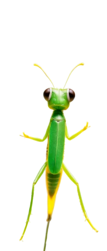 sphodromantis,grasshoper,orthoptera,platymantis,aaaa,energex,patrol,micropterix,mantis,weevil,katydid,tettigoniidae,defend,cosmopterix,grasshopper,mantodea,defense,weevils,planthopper,defence,Art,Artistic Painting,Artistic Painting 42