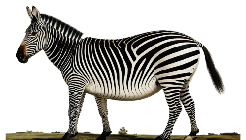 zebra,plains zebra,diamond zebra,burchell's zebra,zebraspinne,zebra pattern,zebre,quagga,grevy,gazella,zonkey,stripey,zebra rosa,bamana,estripeau,danlos,circus animal,zebra fur,okapi,zoologischer,Art,Classical Oil Painting,Classical Oil Painting 25