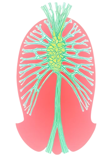 palm tree vector,cytoskeletal,cytoskeleton,vasculature,nerve cell,osteocytes,lymphatic,nerve cells,hydroids,microtubules,pteridium,mutator,anthesis,radiolarian,flavivirus,kirlian,angiography,enoki,dendrites,rotifer,Illustration,Japanese style,Japanese Style 09