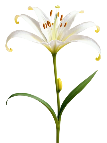 white lily,flowers png,lily flower,madonna lily,lilies of the valley,lily of the valley,lilium,grass lily,flower wallpaper,white flower,lilium candidum,flower background,lily of the field,delicate white flower,ornithogalum umbellatum,zephyranthes,african lily,white plumeria,lilly of the valley,lily of the desert,Photography,Artistic Photography,Artistic Photography 04