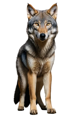 atunyote,pyote,aleu,canid,huskic,wolstein,coyote,wolffian,wolfdog,south american gray fox,european wolf,elkhound,canidae,ein,wolfed,wolfgramm,shikotan,inu,wolfsangel,wolpaw,Art,Artistic Painting,Artistic Painting 03