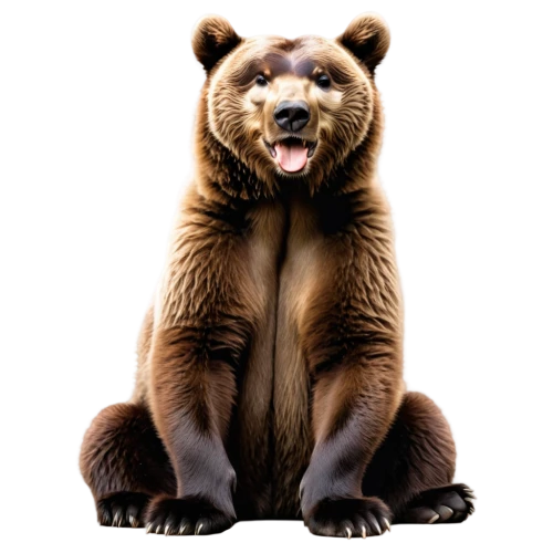 european brown bear,brown bear,bearlike,bear,nordic bear,scandia bear,ursine,bearup,mustelid,bearse,ursus,grizzly bear,cute bear,grizzly,great bear,bearish,ursa,bear kamchatka,baer,bearss,Illustration,Black and White,Black and White 31