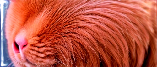 echidnas,echidna,tahr,pelo,porcupine,tamandua,capybara,hedgecock,hedgehog,emu,guineapig,cockerel,porcupines,dogana,guinea pig,bittern,anteater,coypu,kiwi,hedgehog head,Photography,Documentary Photography,Documentary Photography 35